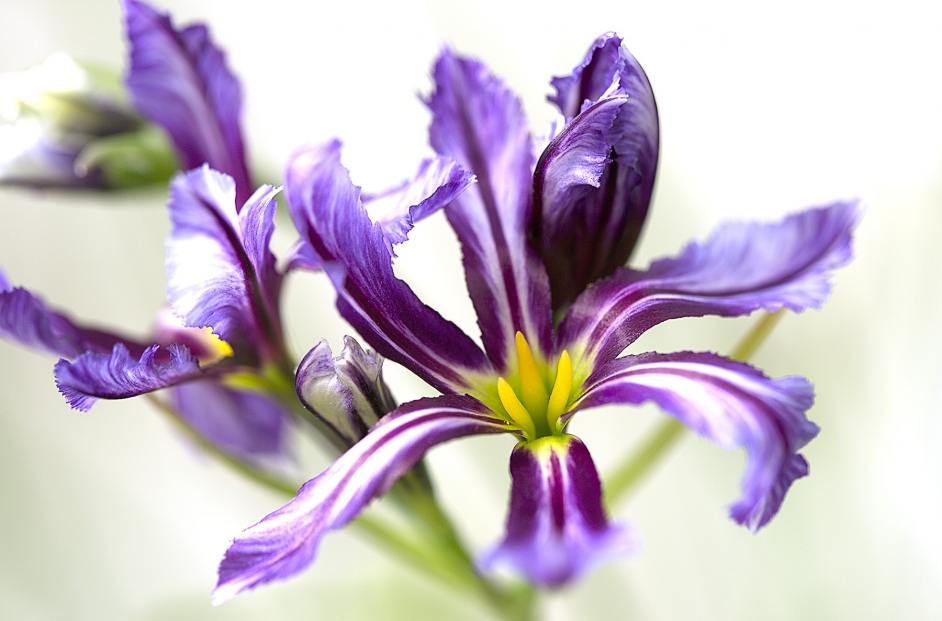 Glory of the sun.jpg